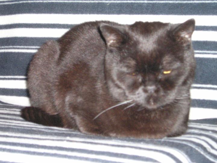 Katten (5).JPG